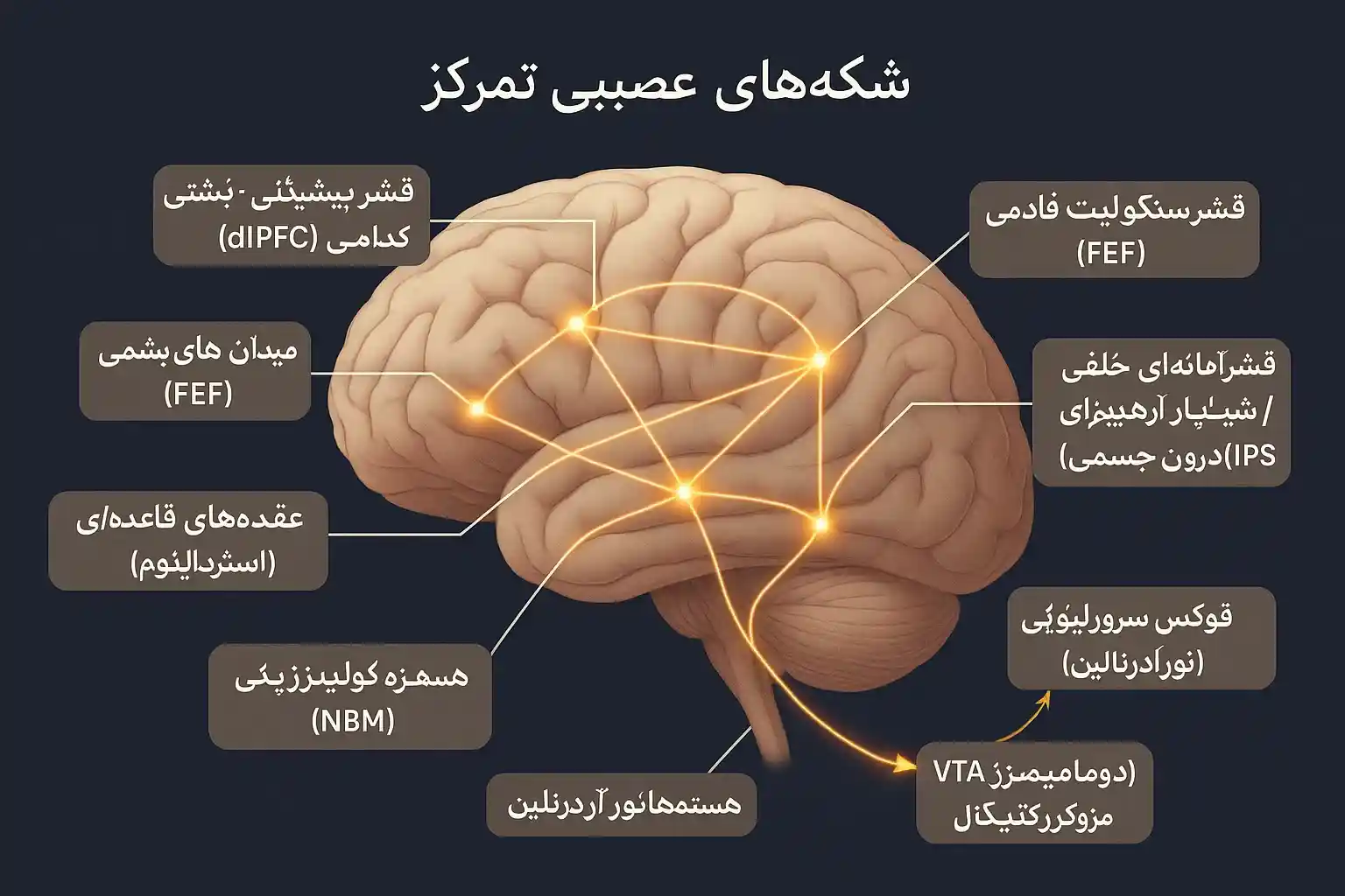 نقشه مغز انسان با رسم شکل